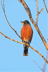 American Robin