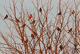 American Robin