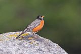 American Robin