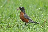 American Robin