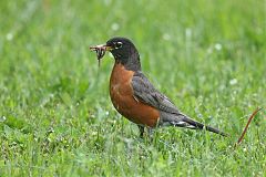 American Robin