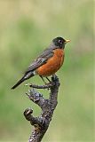 American Robinborder=
