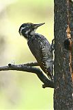 American Three-toed Woodpecker