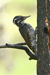 American Three-toed Woodpecker