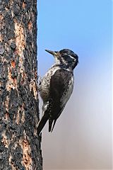 American Three-toed Woodpecker