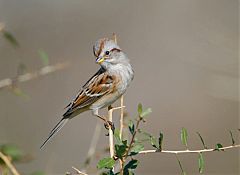 American Tree Sparrow