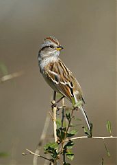 American Tree Sparrow