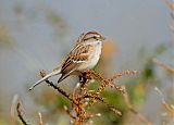 American Tree Sparrowborder=