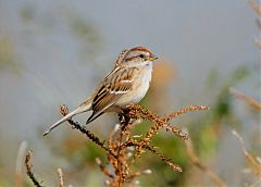 American Tree Sparrow