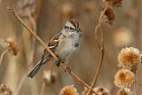 American Tree Sparrowborder=