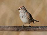 American Tree Sparrowborder=