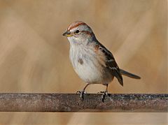 American Tree Sparrow