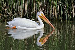 American White Pelican