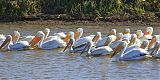 American White Pelican