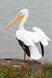 American White Pelican