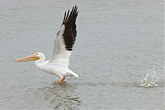 American White Pelican