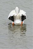 American White Pelican