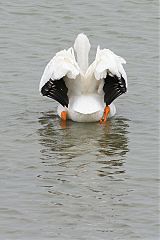 American White Pelican