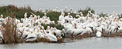 American White Pelican