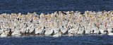 American White Pelican