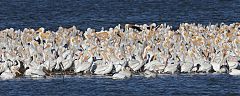 American White Pelican