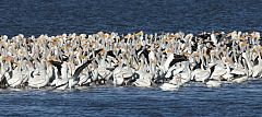 American White Pelican