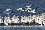 American White Pelicanborder=