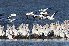 American White Pelican