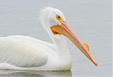 American White Pelican