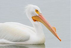 American White Pelican