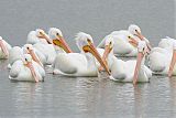 American White Pelicanborder=