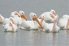 American White Pelican