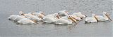 American White Pelican