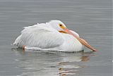 American White Pelican