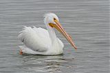 American White Pelican