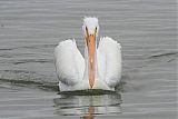 American White Pelican