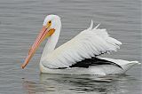 American White Pelican