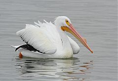 American White Pelican