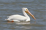 American White Pelican