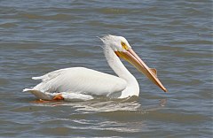 American White Pelican