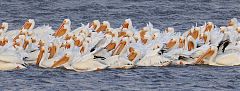 American White Pelican