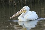 American White Pelican