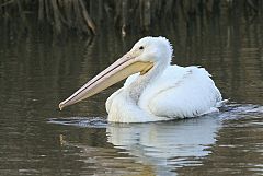 American White Pelican