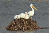 American White Pelican