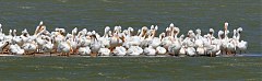 American White Pelican