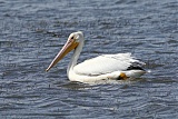 American White Pelican