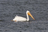 American White Pelican