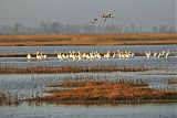 American White Pelican