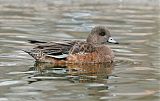 American Wigeon