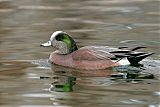 American Wigeon